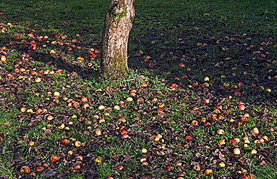 苹果,草丛,秋天,水果,巴伐利亚,德国,欧洲