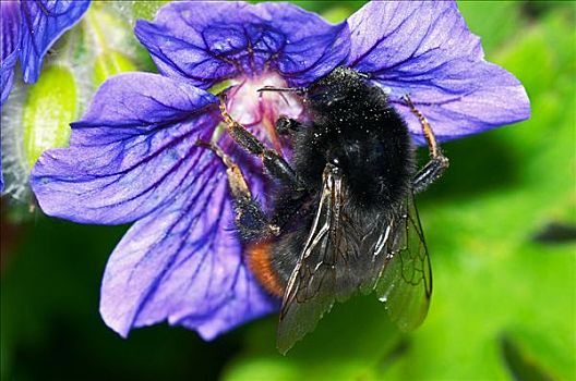 大黄蜂,收集,花粉,天竺葵,花,花园,英格兰