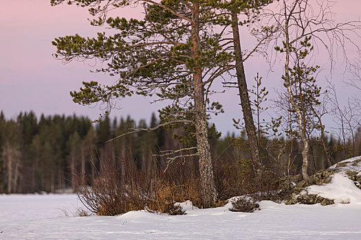芬兰,清晨,松树,雪,月亮
