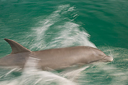 宽吻海豚,加勒比海,洪都拉斯