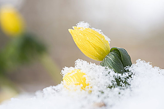 冬乌头,冬菟葵,积雪,黑森州,德国,欧洲