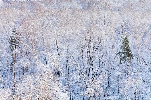 松树,雪中,树林,冬天