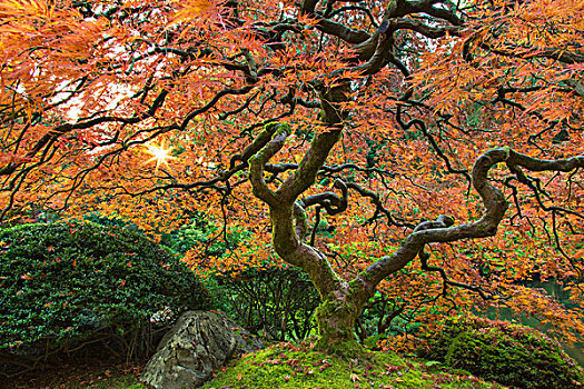 枫树,日本,花园,波特兰,俄勒冈,美国