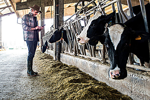 乳牛场,工作,检查,健康,母牛