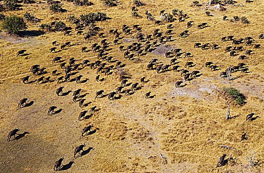 岬角,水牛,漫游,牧群,奥卡万戈三角洲,博茨瓦纳,非洲