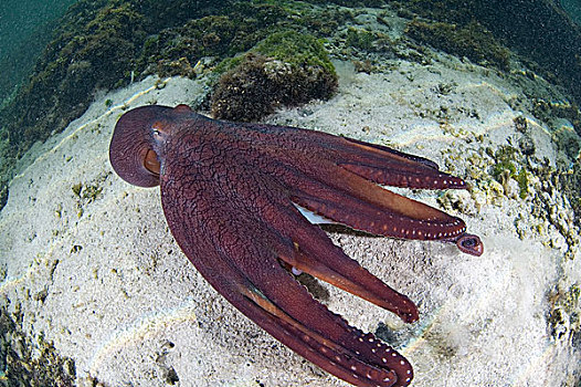 礁石,章鱼,霞水母章鱼,游泳,靠近,塞舌尔