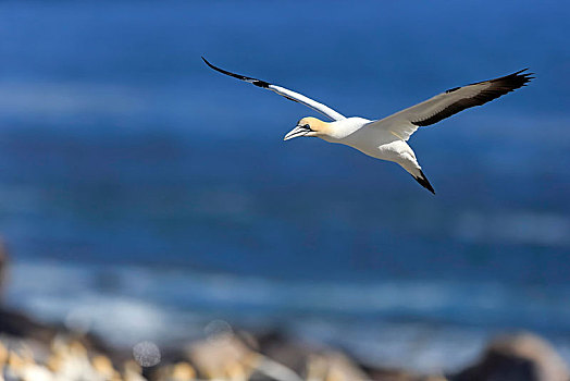 南非鲣鸟,成年,飞,兰伯特湾,西海角,南非,非洲