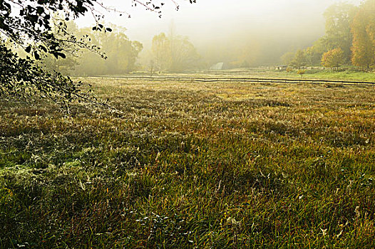 晨雾,草场,靠近,普拉蒂纳特,树林,莱茵兰普法尔茨州,德国