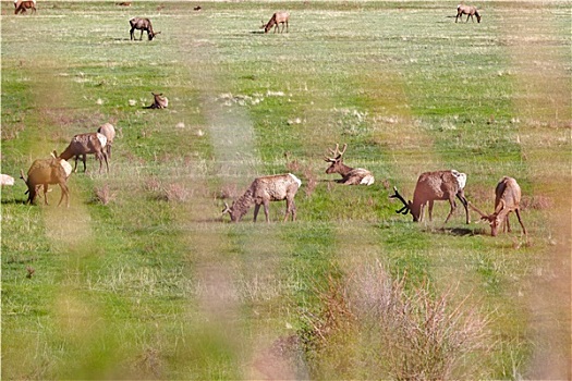 麋鹿,牧场,落基山国家公园