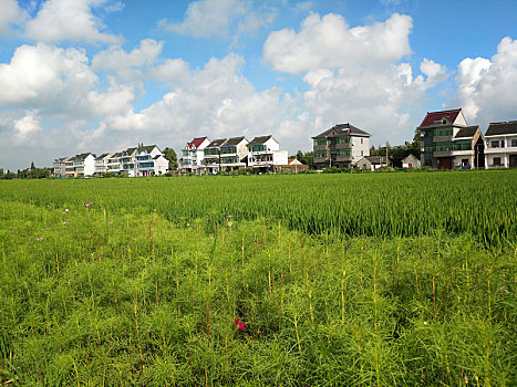 田园风光,乡村美景