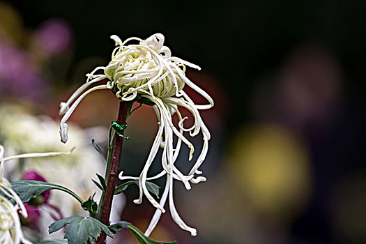 菊花特写