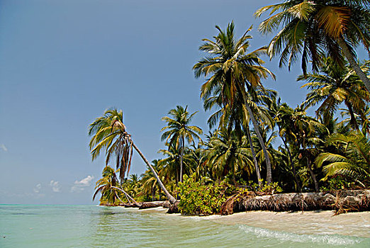 棕榈树,海滩,阿拉伯海,南印度,亚洲