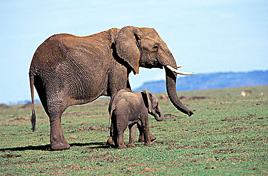 肯尼亚,马塞马拉野生动物保护区,小象