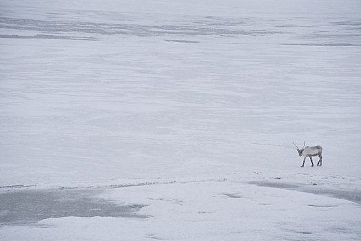 冬季雪地上的一只驯鹿