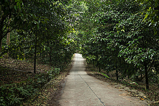 道路,通过,树林,苏梅岛,苏拉塔尼,省,泰国