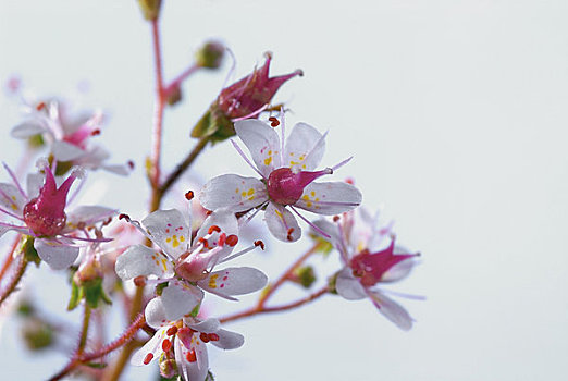 特写,花