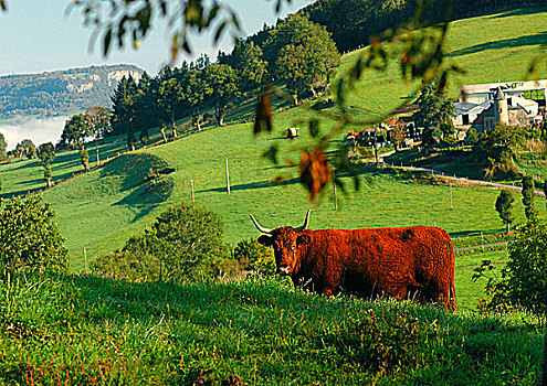 法国,奥弗涅,母牛