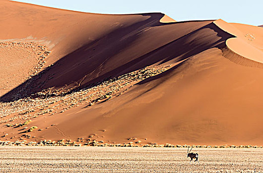 非洲,纳米比亚,纳米比诺克陆夫国家公园,沙丘,长角羚羊,画廊