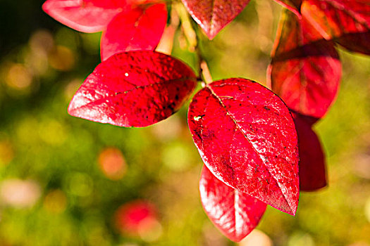露珠,红色,彩色,叶子,蓝莓,秋天,德国