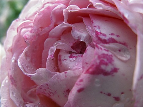 雨滴,玫瑰花