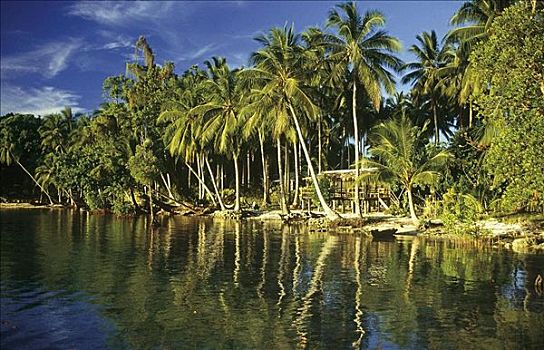 棕榈树,海洋,海滩,所罗门群岛