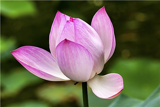 粉色,荷花,特写,北京,中国