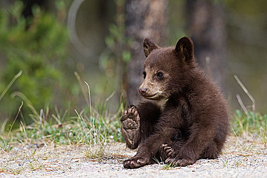 黑熊,美洲黑熊,幼兽,碧玉国家公园,艾伯塔省,加拿大,次序
