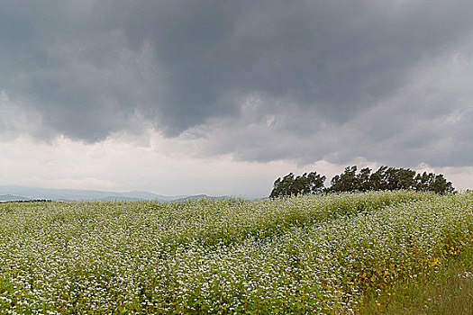 北海道夏季