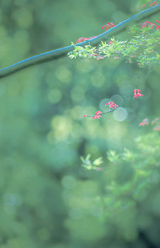 杭州西溪湿地公园的花花草草