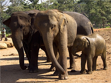 牧群,大象,动物收容院