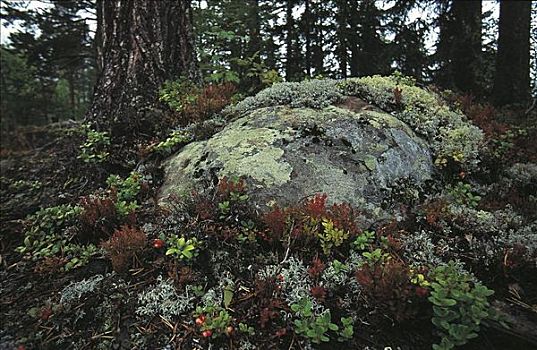 苔藓,遮盖,石头,林地,挪威,斯堪的纳维亚,欧洲