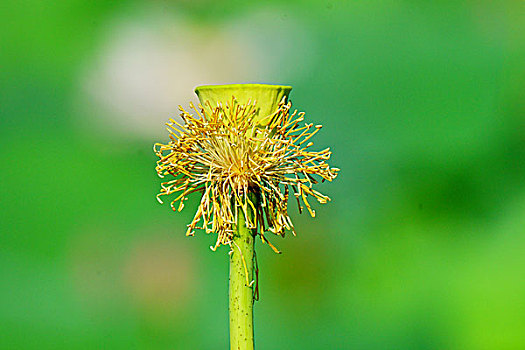 荷花,莲花,鲜花