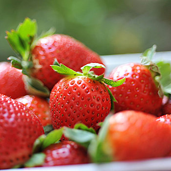草莓,篮子,花园