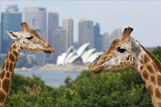 澳大利亚,新南威尔士,悉尼,长颈鹿,景色,背景,剧院,悉尼港