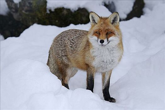 红狐,狐属,交配,季节