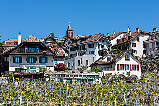 葡萄酒,梯田,酒村,拉沃,靠近,洛桑,沃州,西部,瑞士