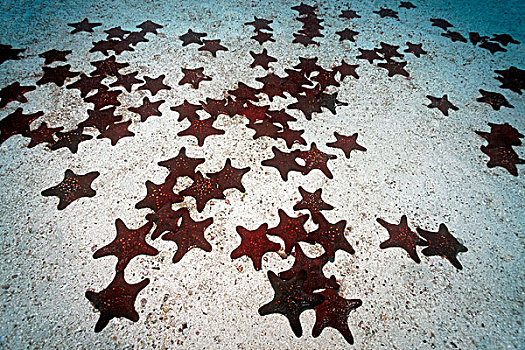 星座,垫子,岛屿,哥斯达黎加,北美