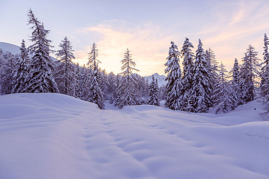 冬日树林,阿尔卑斯山