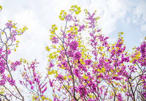 春季盛开的紫荆花特写