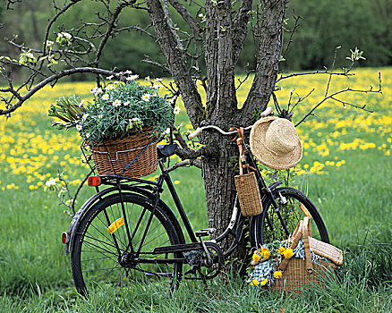 自行车,雏菊,树,野餐篮,正面