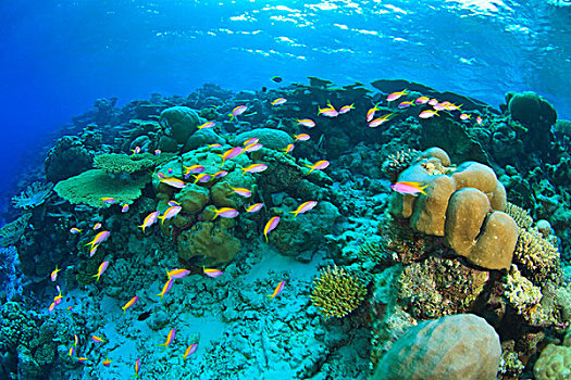 鱼群,鱼,拟花鮨属,浅,质朴,硬珊瑚,礁石,岛屿,北方,环礁,南方,马尔代夫,印度洋