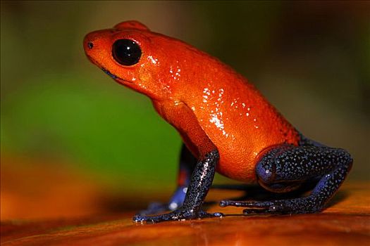 草莓箭毒蛙,阿拉胡埃拉,哥斯达黎加,中美洲