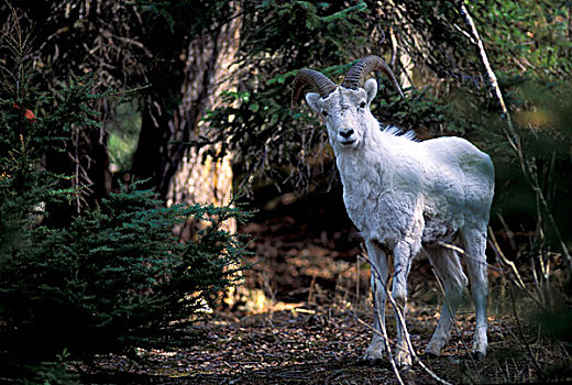 美国,阿拉斯加,楚加奇国家森林,野大白羊,公羊,白大角羊