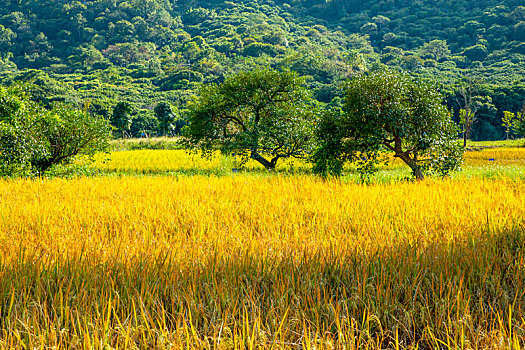 美丽乡野,金色田园,稻田,丰收