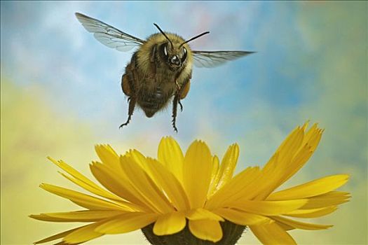 蜜蜂,熊蜂,大黄蜂,萨克森安哈尔特,德国