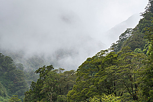 雨林,云,艾斯派林山国家公园,西海岸,区域,南岛,新西兰