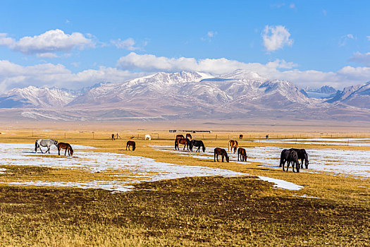 新疆巴音布鲁克草原上的一群马