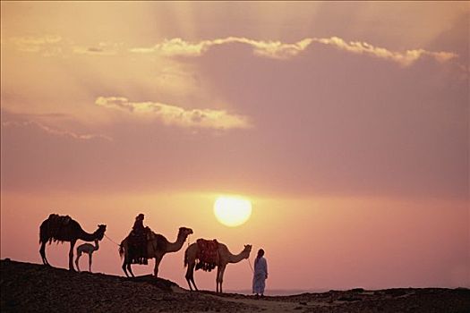 单峰骆驼,三个,生活,骆驼,日落,绿洲,沙子,海洋,撒哈拉沙漠,埃及