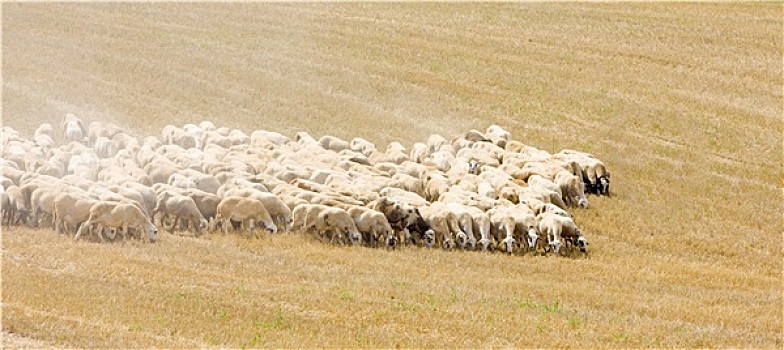 绵羊,牧群,西班牙
