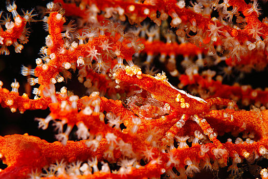 保护色,红色,柳珊瑚目,海滩,民都洛,菲律宾,亚洲
